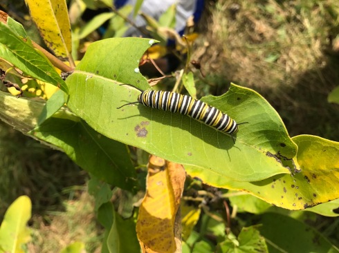 a black, yellow, and white striped monarch caterpillar on a milk week leaf