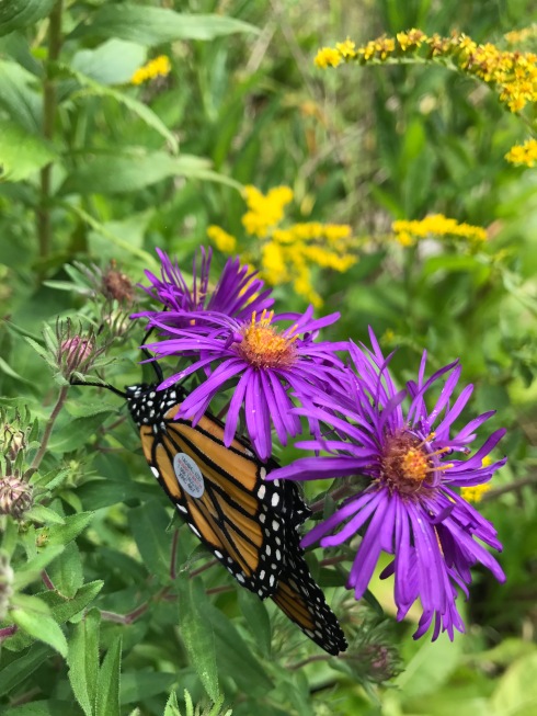monarch hanging on flower